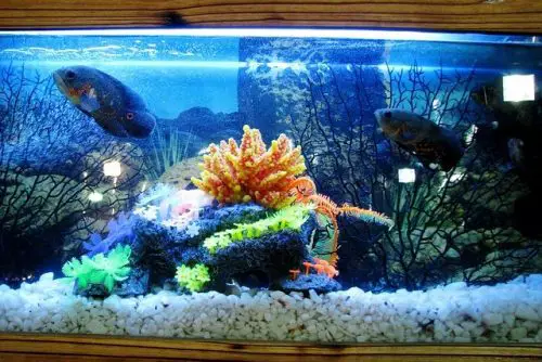 cool water in a fish tank